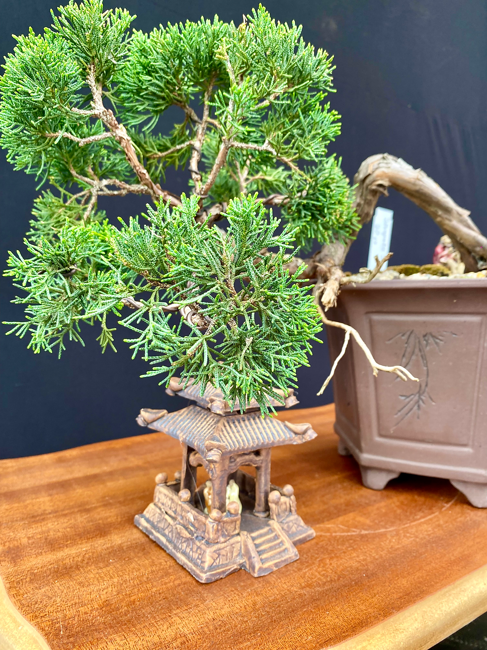 Thumbnail: Shimpaku Bonsai 20 years