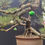 Thumbnail: "Cliff Dragon" - Japanese Black Pine – Semi-Cascade Style – Over 25 Years Old