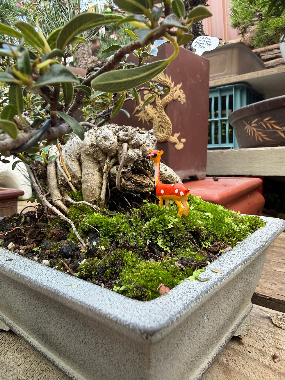 Thumbnail: Ruby Ficus bonsai