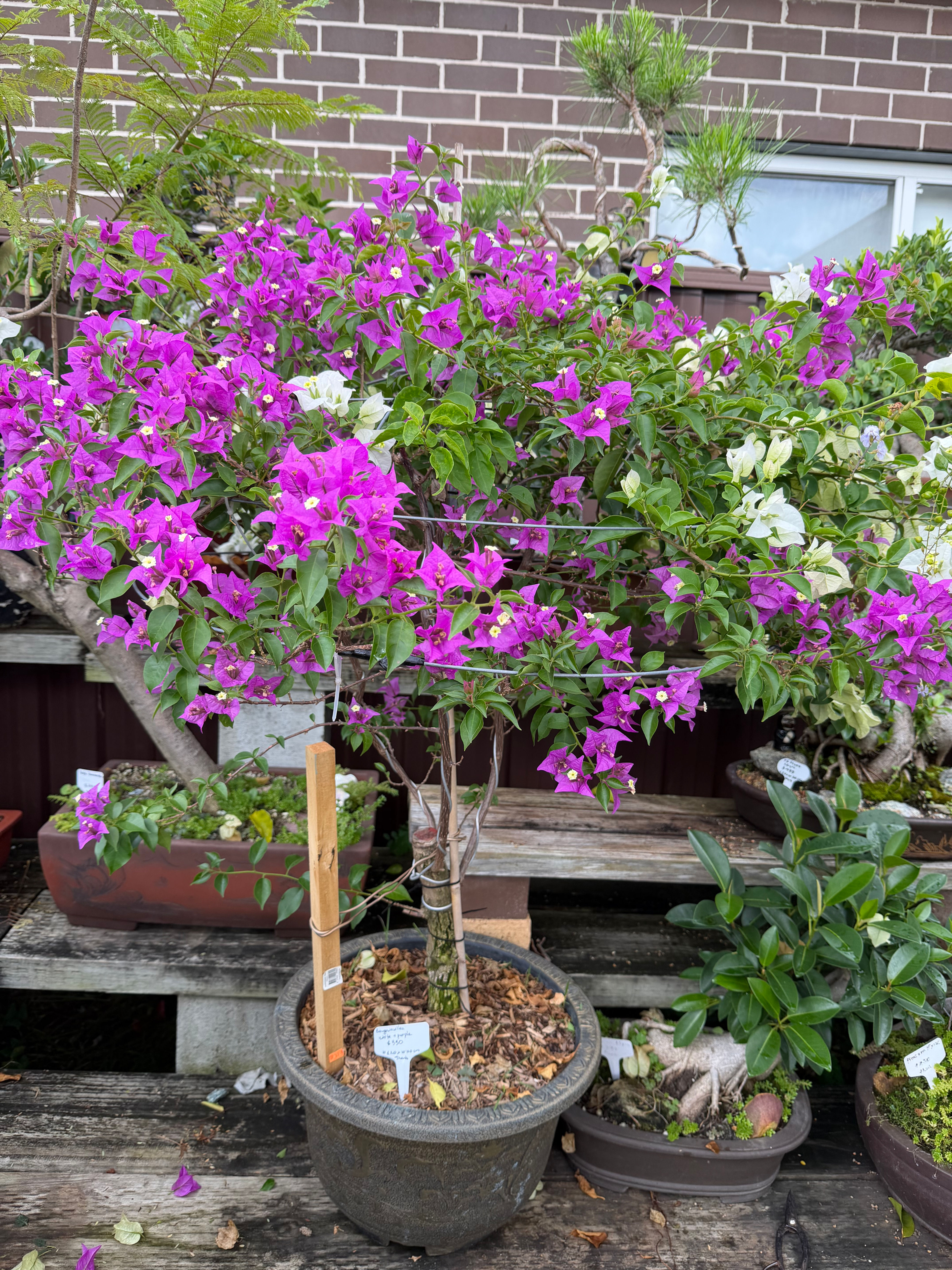 Bougainvillea 2 colors Purple and white