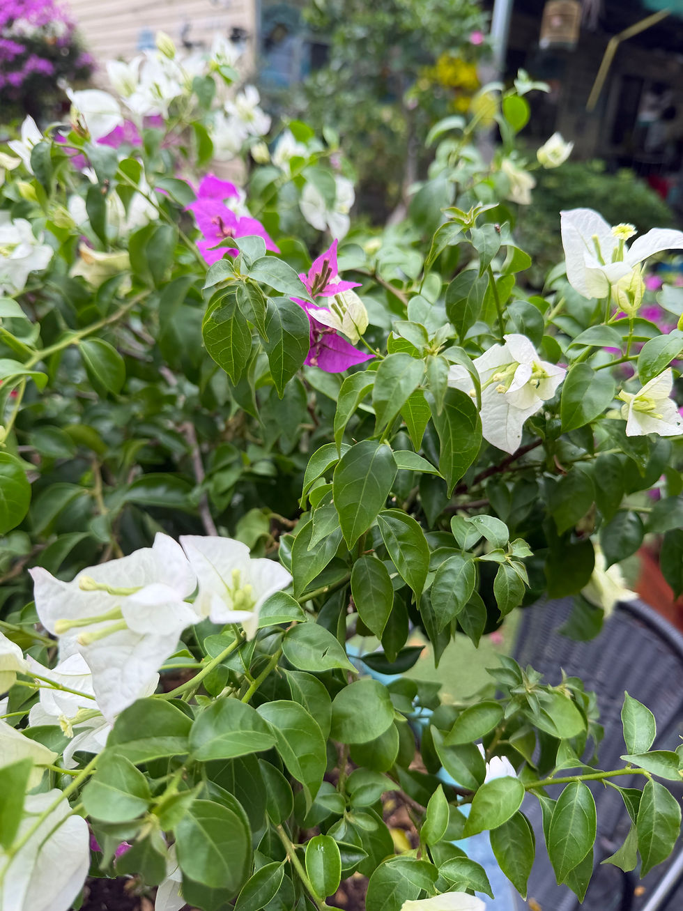 Thumbnail: Bougainvillea 2 colors Purple and white 