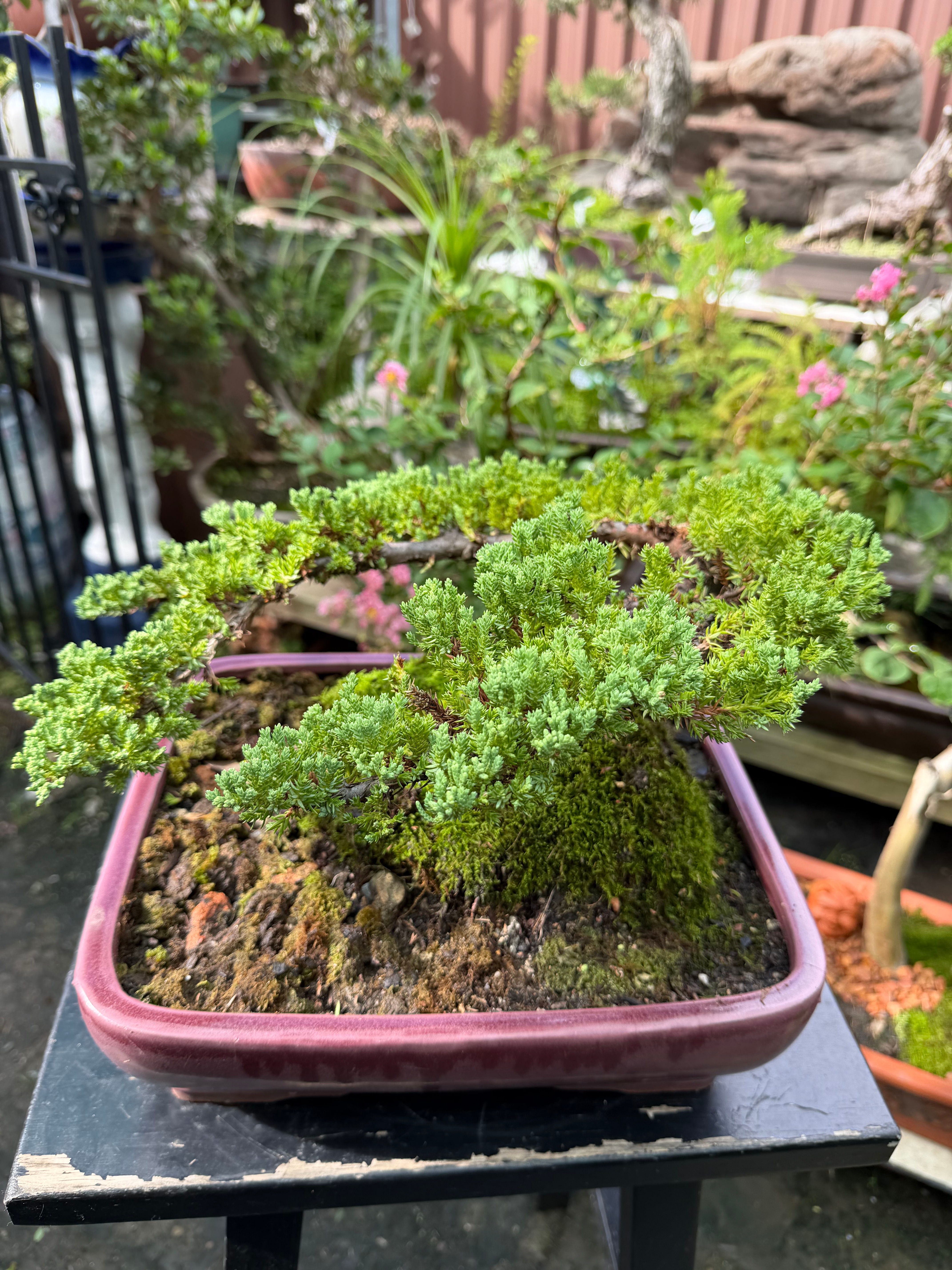 Juniper bonsai