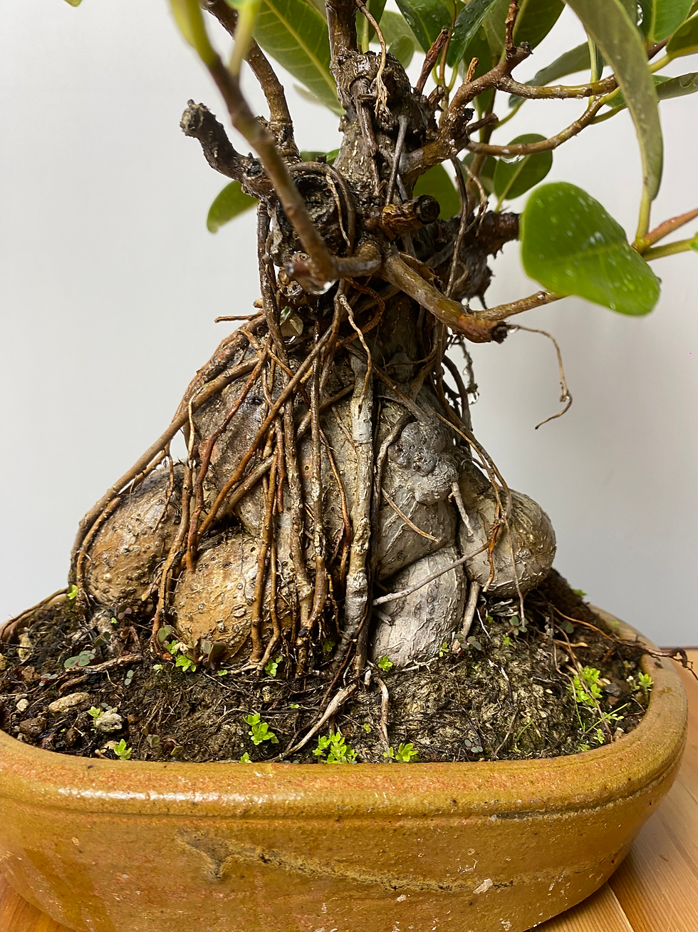 Thumbnail: Port Jackson Ficus Boulder Form
