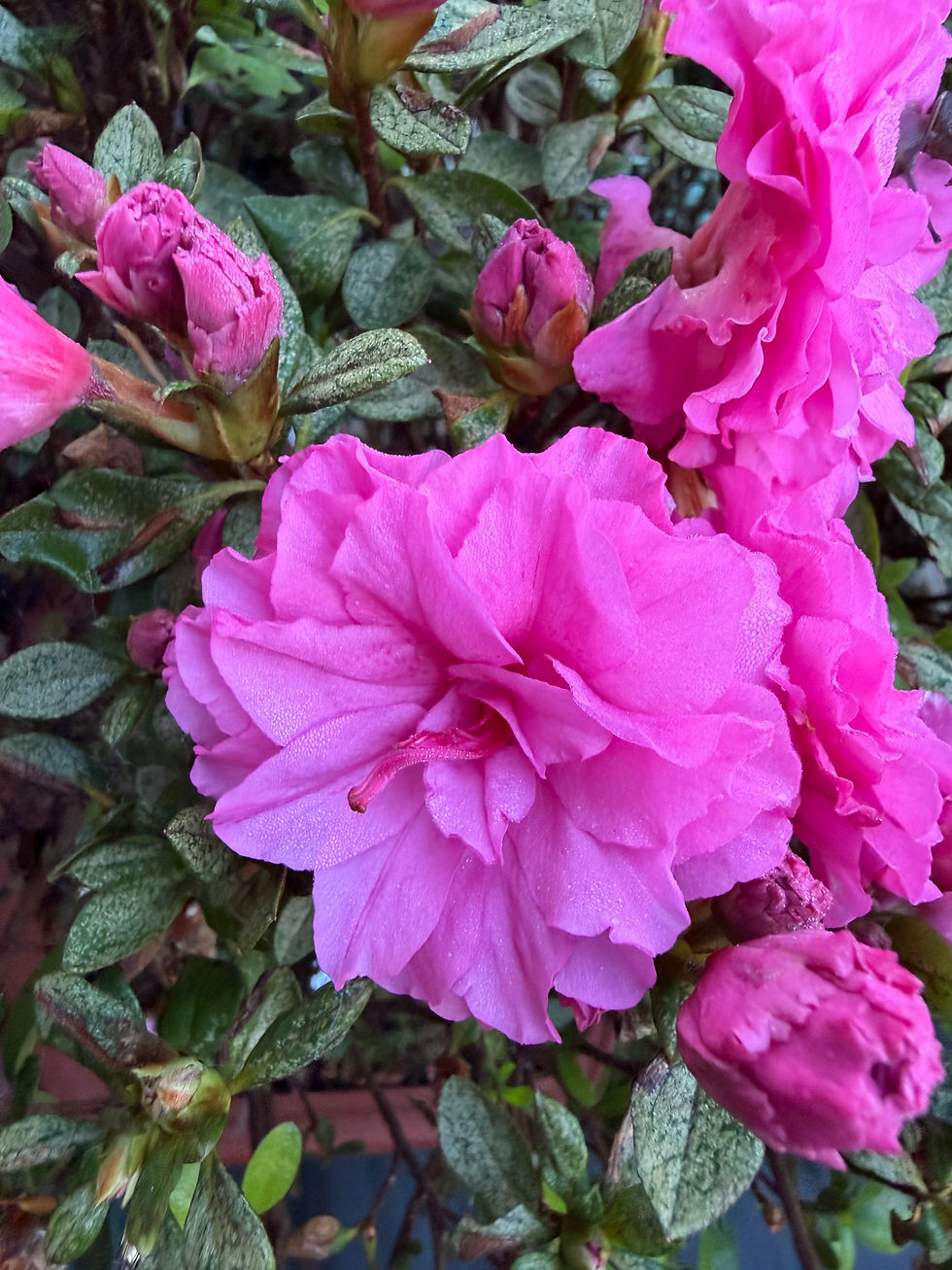 Thumbnail: Azalea Bonsai – over 20 years