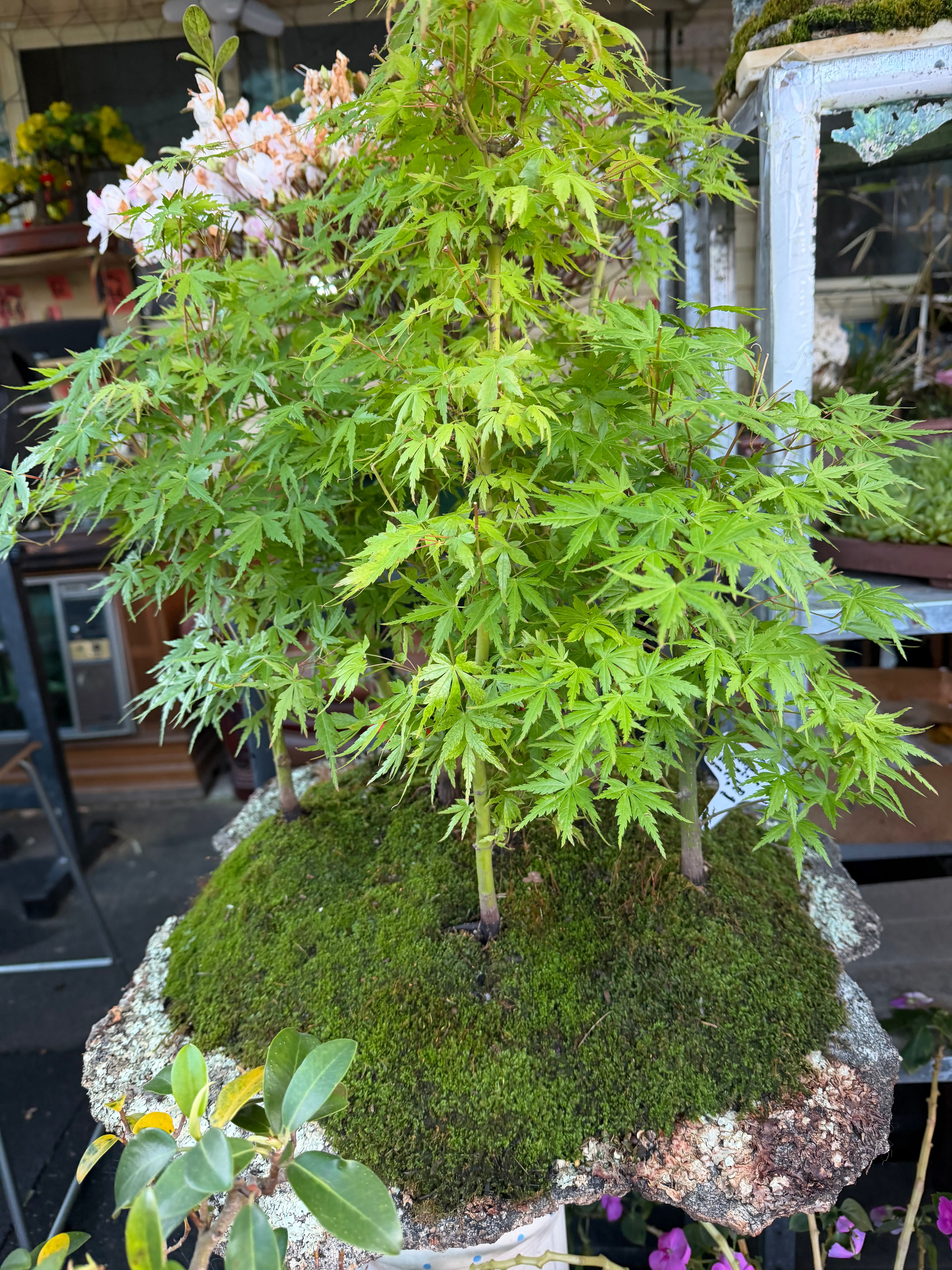 Japanese Maple Forest - 7 Maples