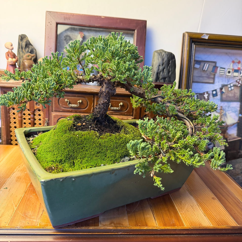 Thumbnail: Juniper bonsai