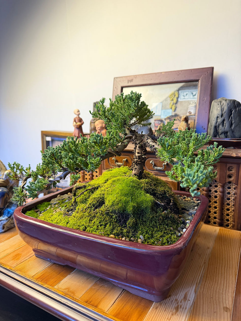 Thumbnail: Juniper bonsai