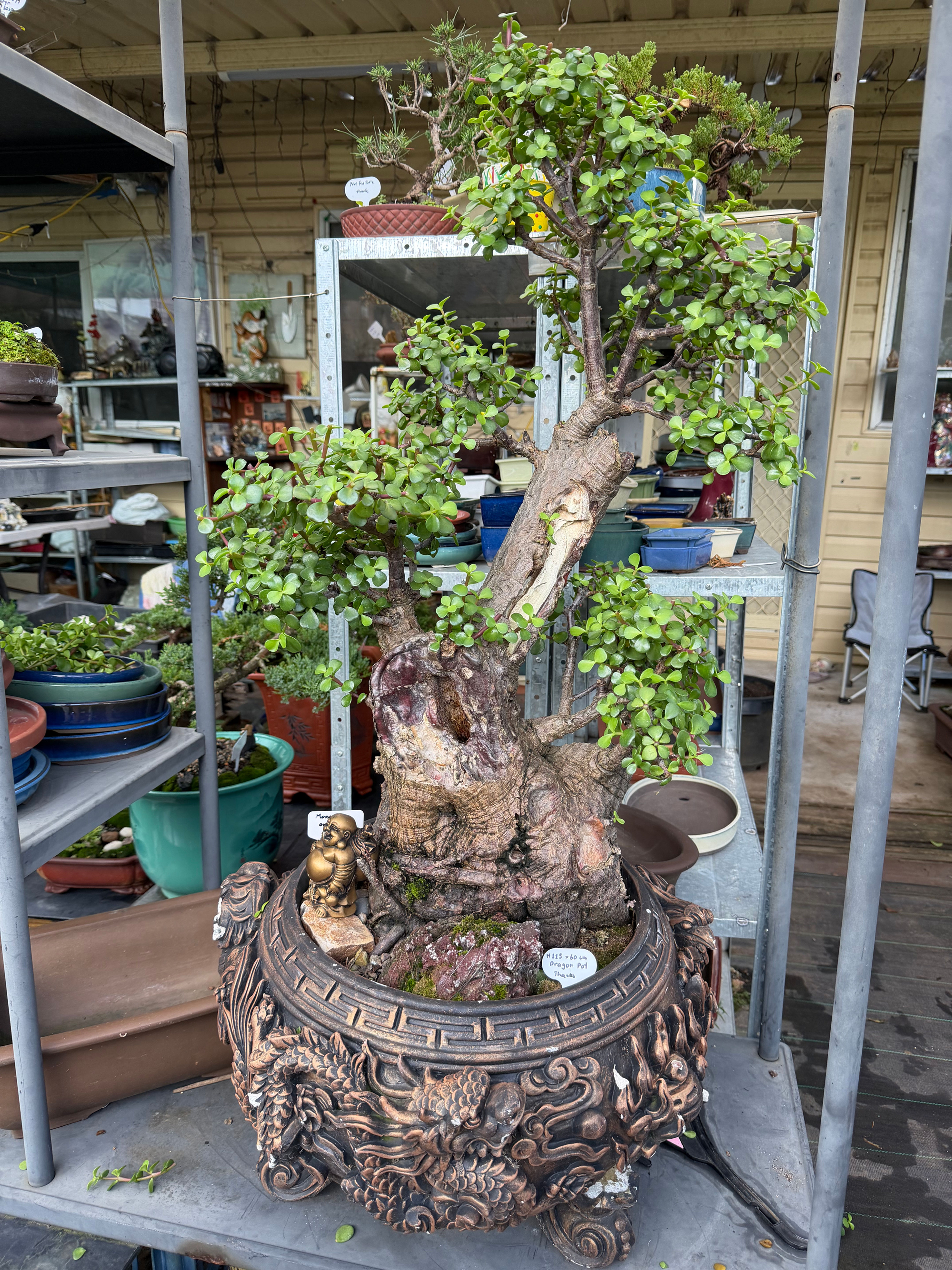 Elephant Bush (Portulacaria afra) bonsai 