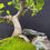 Thumbnail: Whispering Canopy – 9-Year-Old Ficus Retusa Bonsai