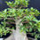 Thumbnail: Eternal Base – Ficus Bonsai (35+ Years Old)