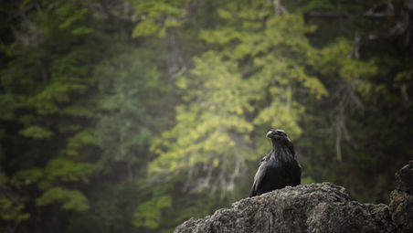 
Raven at San Josef Bay
