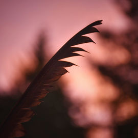 fine art prints