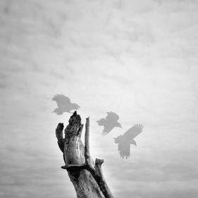 vancouver island fine art photography
