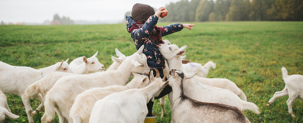 Kid Feeding Goats