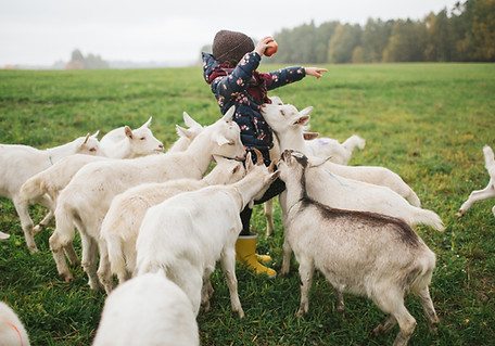 Kid Feeding Goats