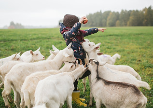 Kid Feeding Goats