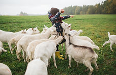 Kid Feeding Goats