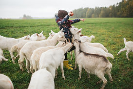 Kid Feeding Goats