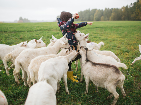 VEGANISMO: LEGISLAÇÃO, ECOLOGIA E TRANSFORMAÇÃO