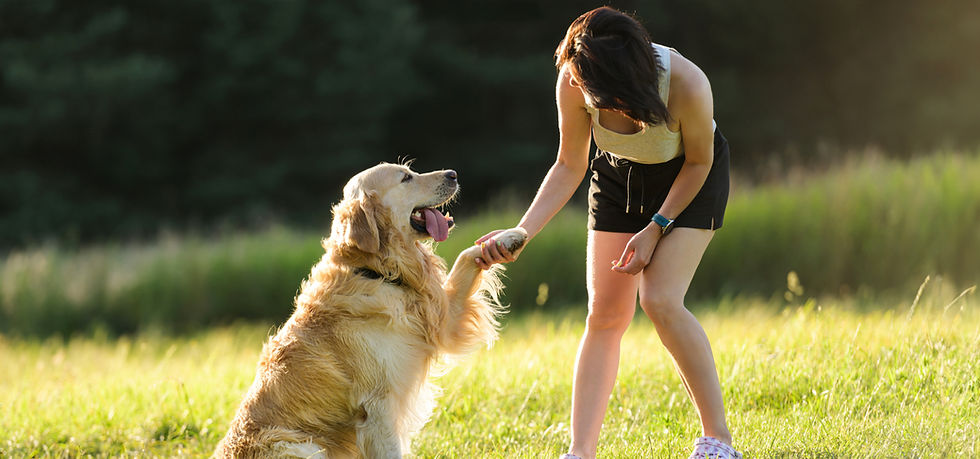 girl-training-golden-retriever-dog-on-a-meadow-2025-03-09-20-50-31-utc (1)_edited.jpg