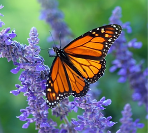 Monarch_edited.png