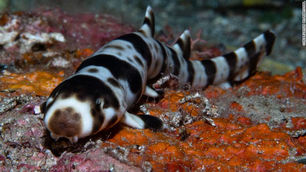 Los científicos descubrieron cuatro nuevas especies de tiburones que caminan