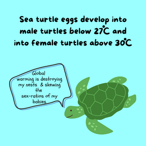 How does global warming affect sea turtles?