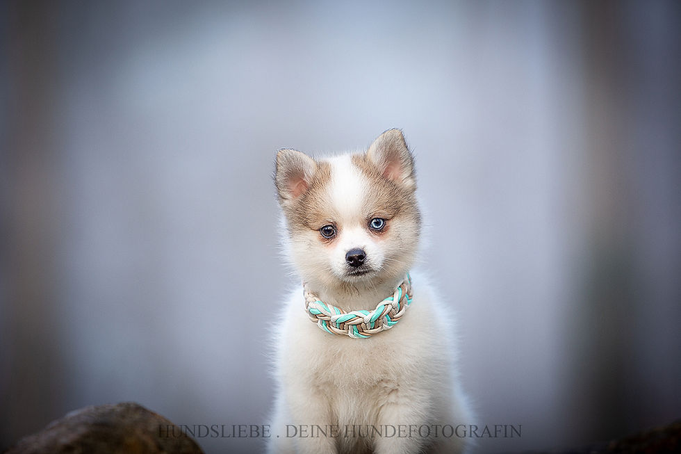 Hündin - *20.01.'22