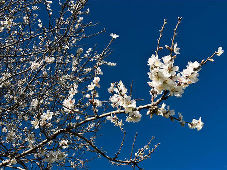 Datça'da Festival Hazırlığı