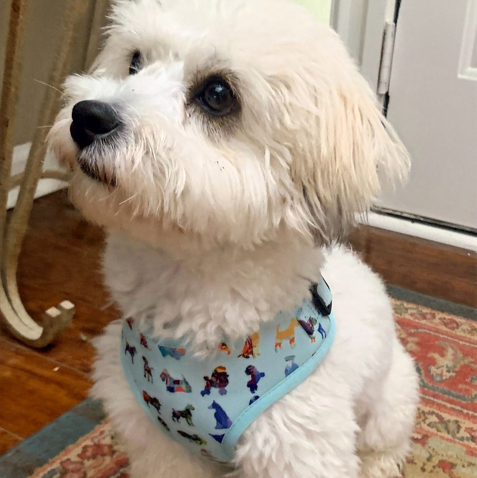 Thumbnail: Dog Harness