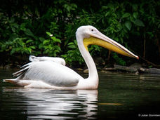 Welser Tiergarten erneuert sich für „Stadt der Gärten“