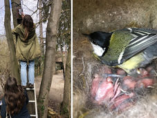 Mitfiebern mit der Vogelkinderstube!