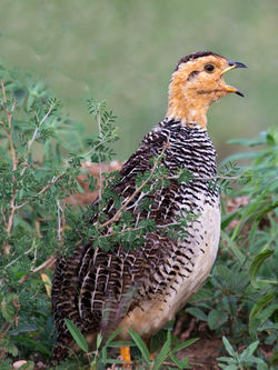 francolin scream