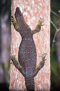 night monitor