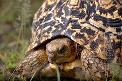 african tortoise close up