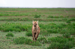 running hyena