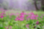 【癒しの森】くりん草-015.JPG