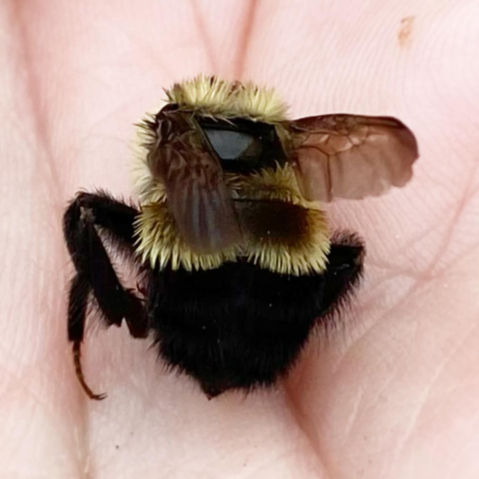 Rusty patched bumblebee Magee Park - Sept 2021.jpg