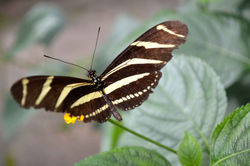 Heliconius charithonia