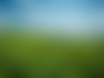 Chickpeas growing in Schuyler County NY