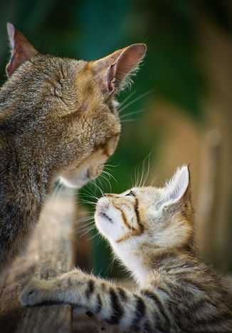 Chat | Le Studio de Ploemeur