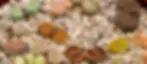 living stones.webp