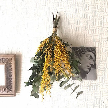 春を告げるミモザ