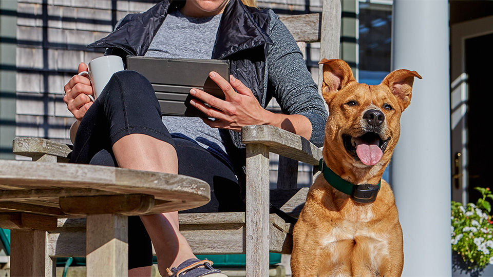 Welcome to DogWatch of Northeast Ohio