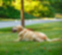 Dog enjoying her freedom