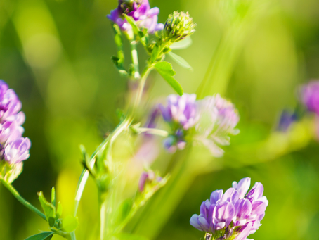 Covid-19: Bereavement advice and support