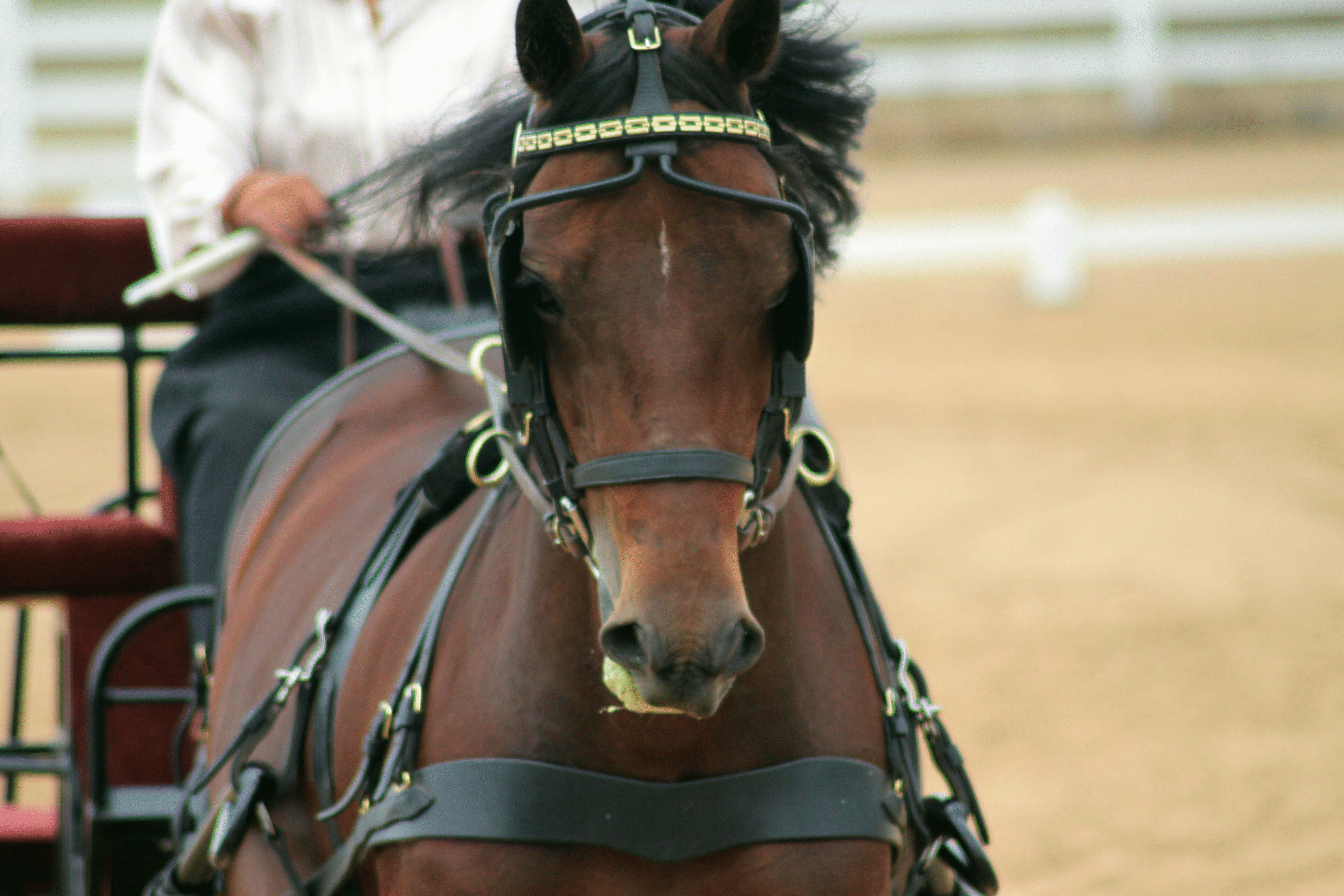 Rick - IMG_1032 72 dpi.gif