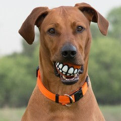 Miniatura: BOLA SORRISO PARA CÃES KONG GRINZ ROGZ ASSORTED