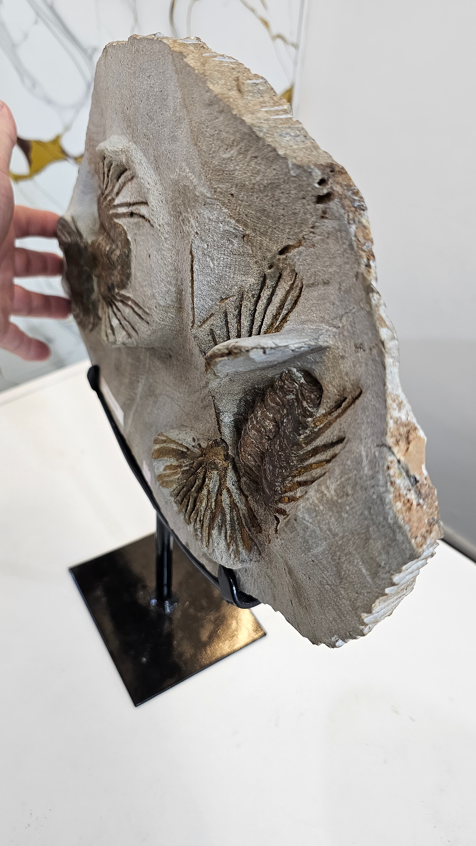 Miniatura: Trilobitas e crinoide do Marrocos. 