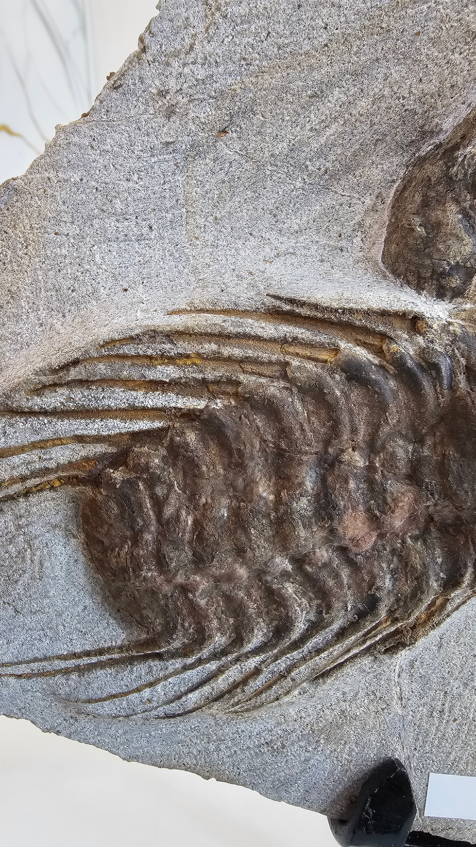 Miniatura: Trilobitas e crinoide do Marrocos. 